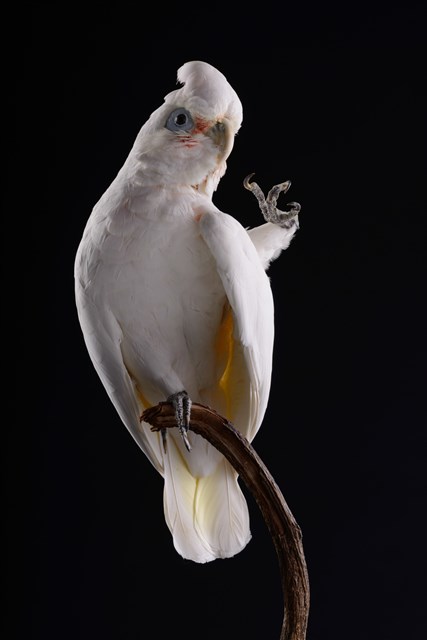  Tanimbar Corella