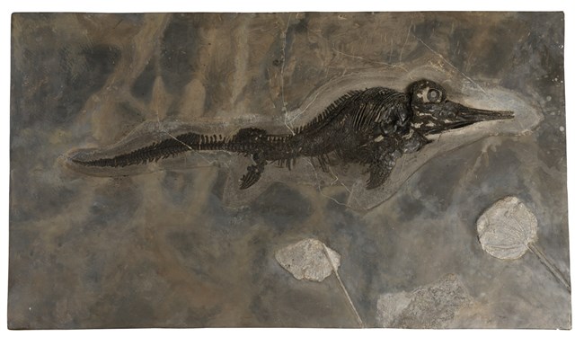 Ichthyosaurs