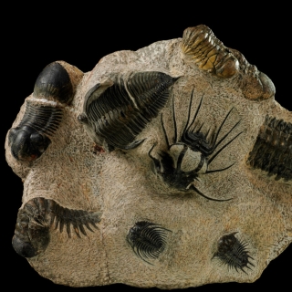 Fossil