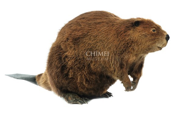 American Beaver Collection Image, Figure 3, Total 4 Figures