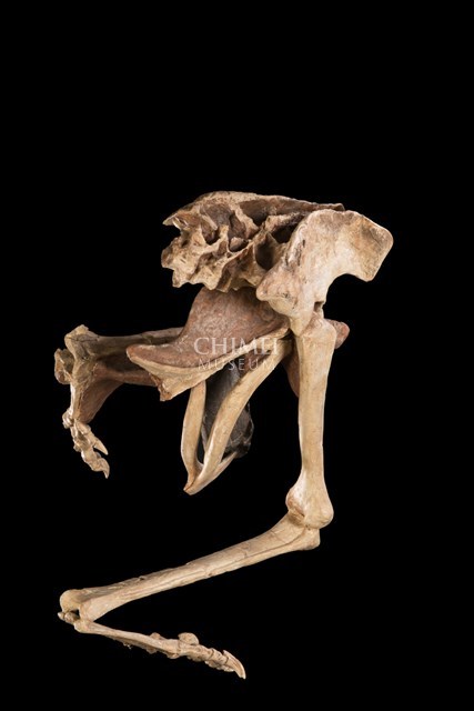Oviraptor with Eggs (replica) Collection Image, Figure 3, Total 3 Figures