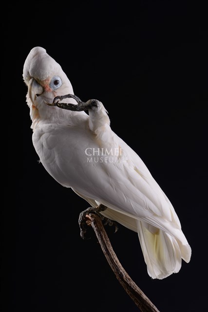 戈芬氏鳳頭鸚鵡藏品圖，第3張