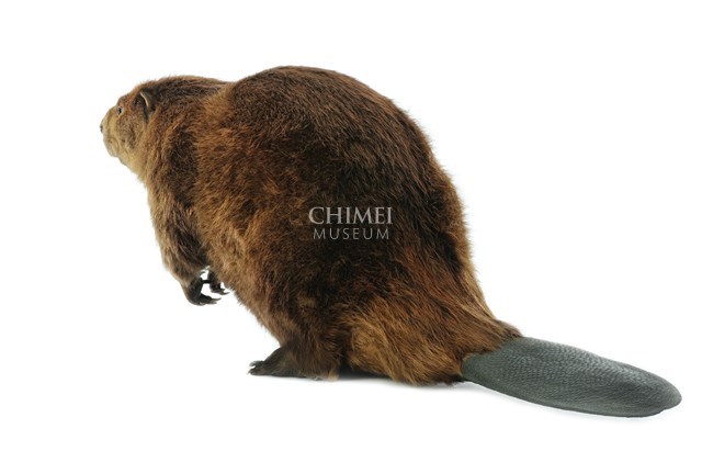 American Beaver Collection Image, Figure 4, Total 4 Figures