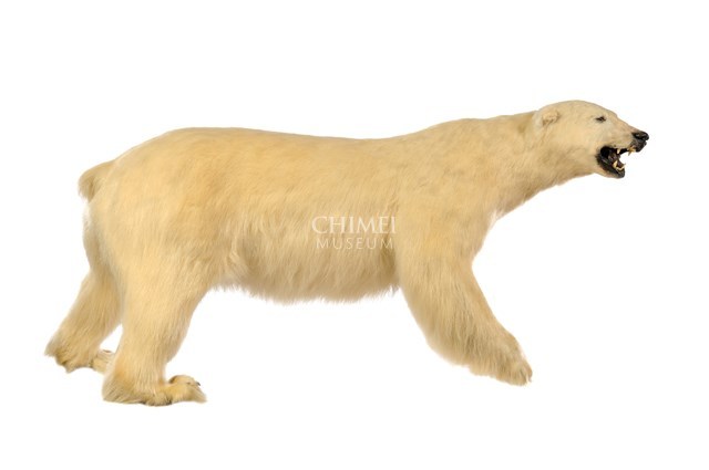 Polar Bear Collection Image, Figure 1, Total 3 Figures