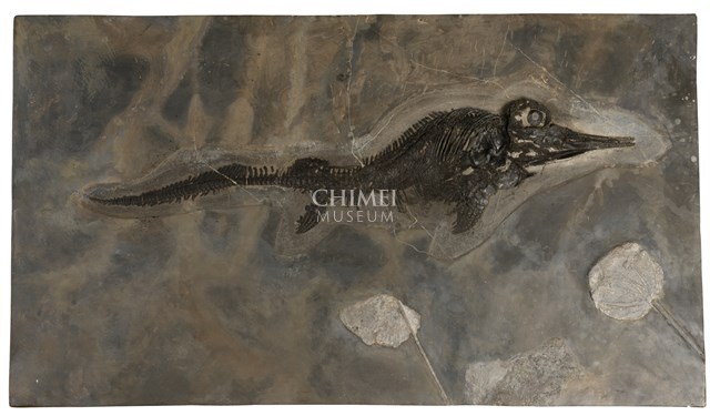 魚龍藏品圖，第1張