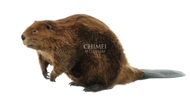 American Beaver Collection Image, Figure 1, Total 4 Figures