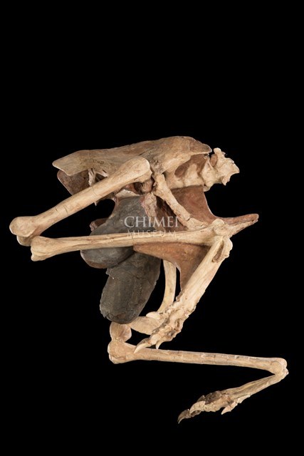 Oviraptor with Eggs (replica) Collection Image, Figure 2, Total 3 Figures