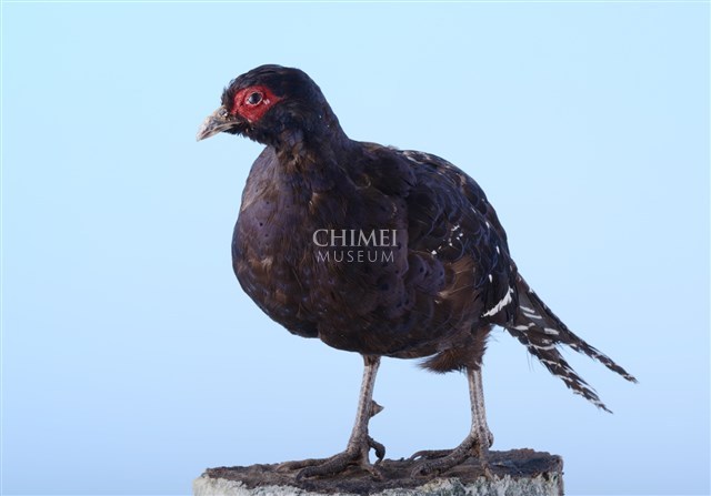 黑長尾雉（帝雉）藏品圖，第3張