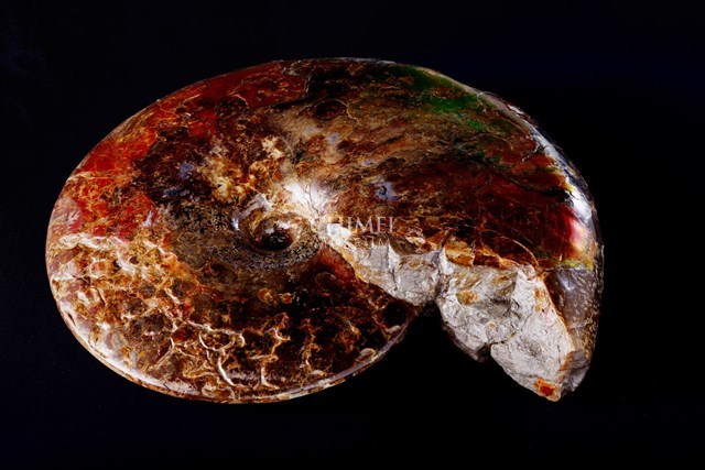 Ammonite Collection Image, Figure 2, Total 2 Figures