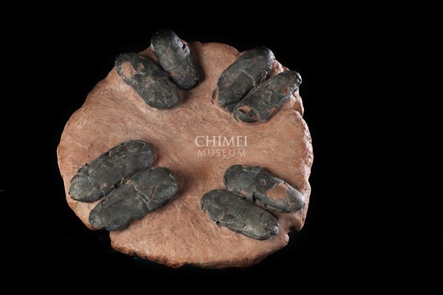 Oviraptor Egg Clutch (replica) Collection Image, Figure 2, Total 2 Figures