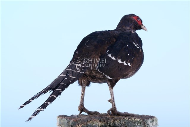 黑長尾雉（帝雉）藏品圖，第2張