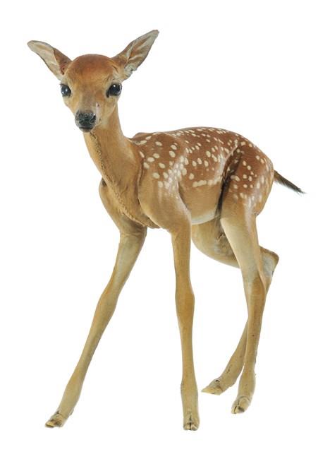 White-tailed Deer Collection Image, Figure 3, Total 4 Figures