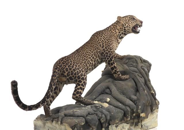 Leopard Collection Image, Figure 3, Total 3 Figures