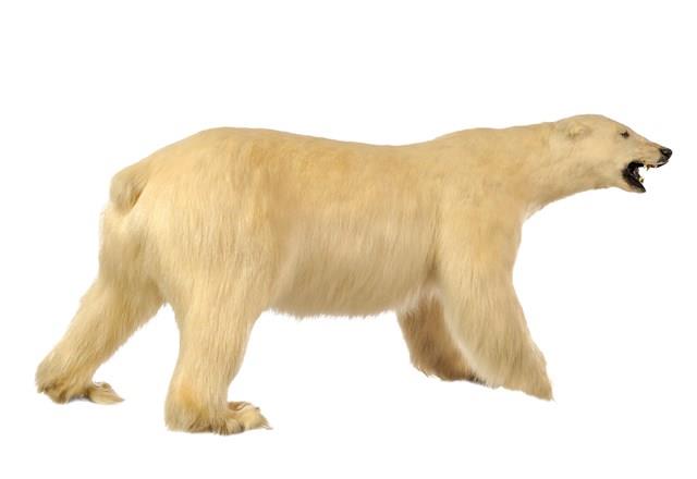 Polar Bear Collection Image, Figure 3, Total 3 Figures
