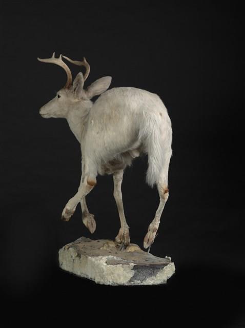 白尾鹿藏品圖，第3張