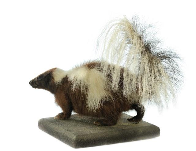 Striped Skunk Collection Image, Figure 3, Total 3 Figures
