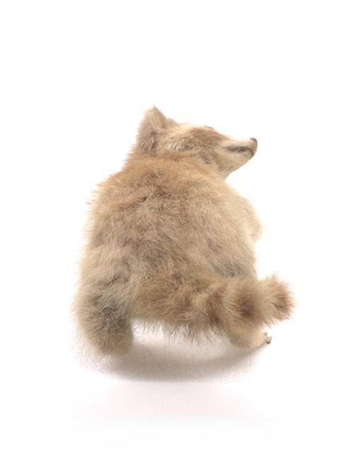 Raccoon Collection Image, Figure 3, Total 3 Figures