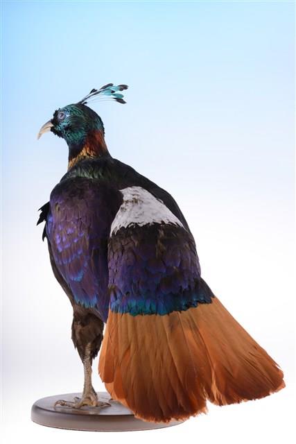 Himalayan Monal Collection Image, Figure 3, Total 10 Figures