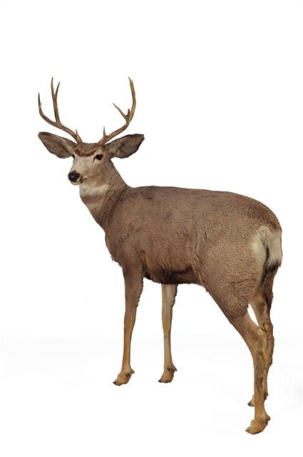 Mule Deer Collection Image, Figure 3, Total 4 Figures