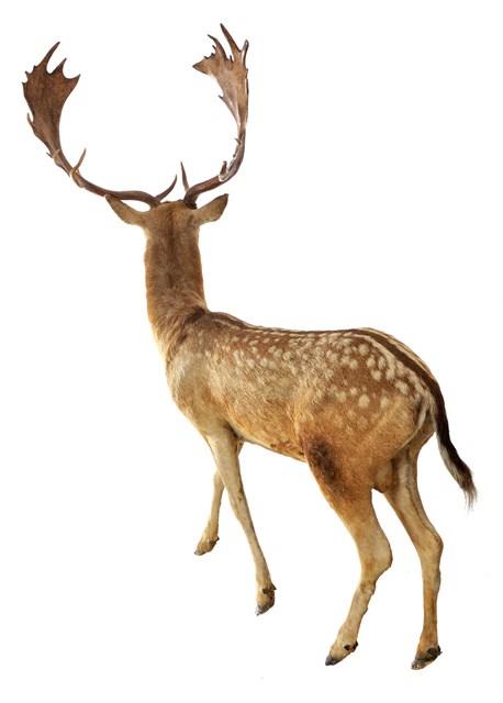 Fallow Deer Collection Image, Figure 3, Total 3 Figures