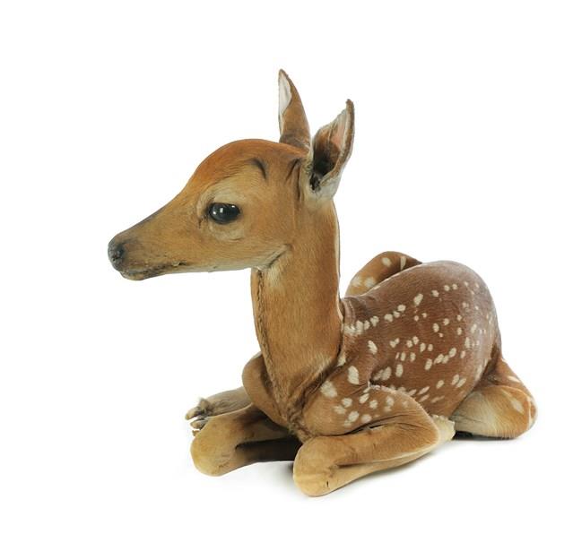 White-tailed Deer Collection Image, Figure 3, Total 5 Figures
