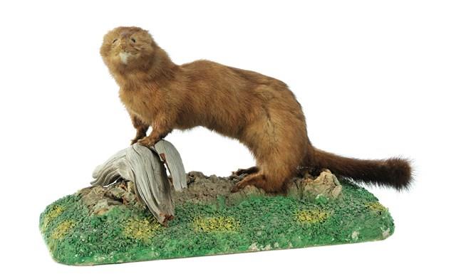 American Mink Collection Image, Figure 3, Total 3 Figures
