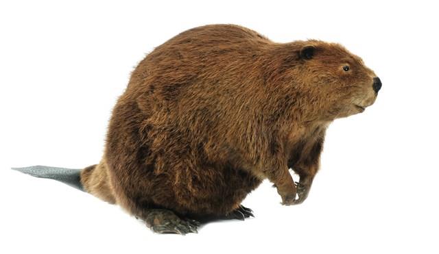American Beaver Collection Image, Figure 3, Total 4 Figures