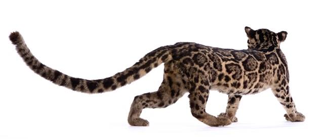 Clouded Leopard Collection Image, Figure 4, Total 9 Figures