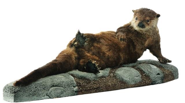 North American River Otter Collection Image, Figure 1, Total 4 Figures