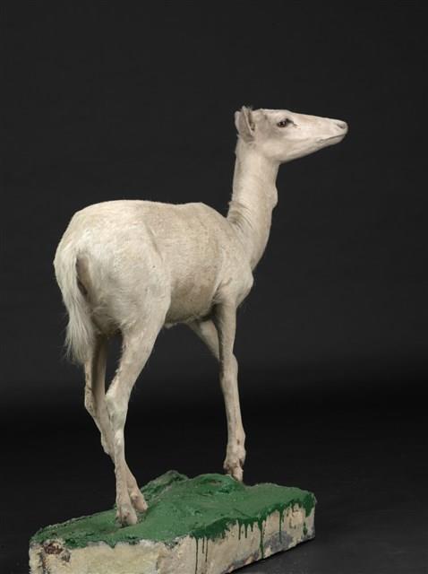 黇鹿藏品圖，第3張