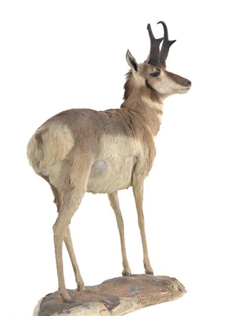 Pronghorn Collection Image, Figure 3, Total 3 Figures