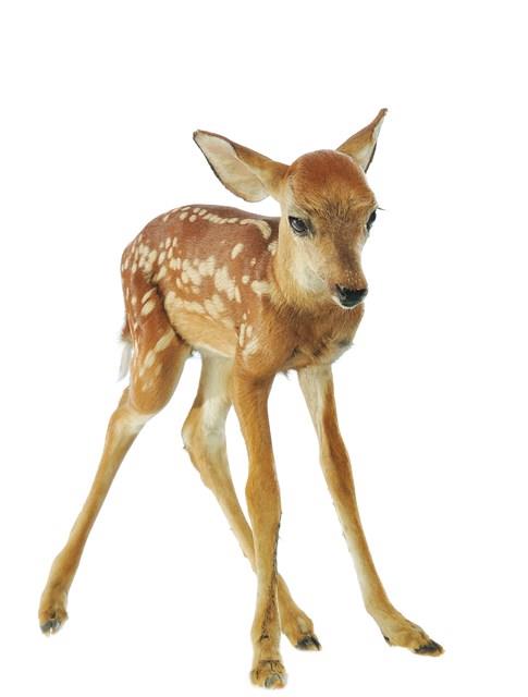 White-tailed Deer Collection Image, Figure 3, Total 4 Figures