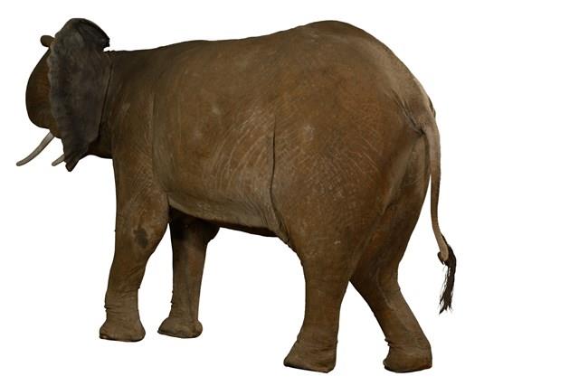 非洲象藏品圖，第3張