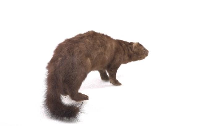 美洲水貂藏品圖，第3張