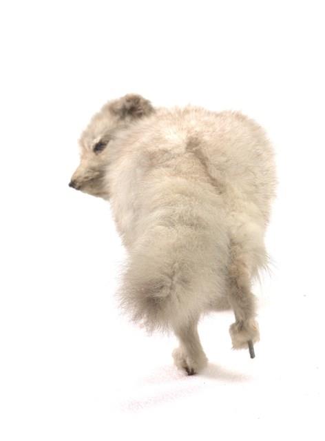 Arctic Fox Collection Image, Figure 3, Total 3 Figures