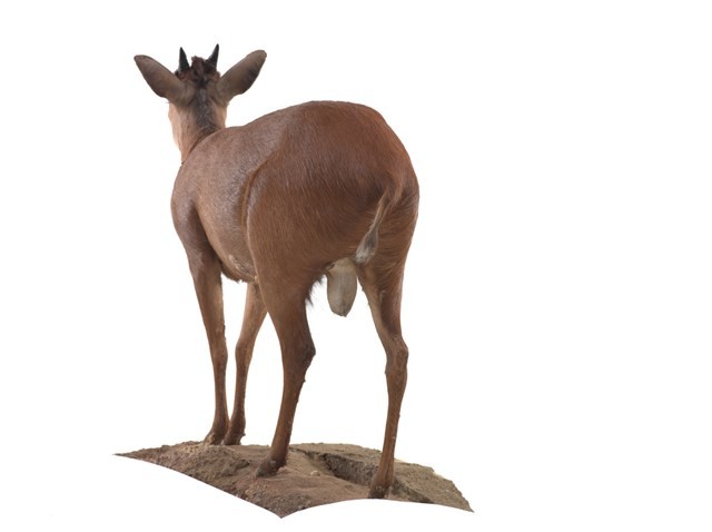 Red Duiker Collection Image, Figure 3, Total 3 Figures