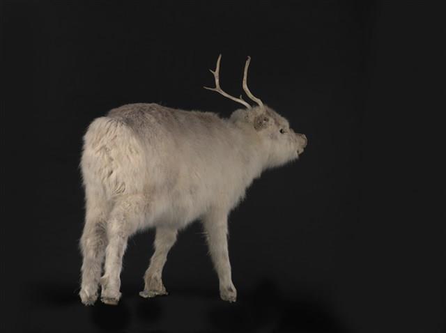 北歐馴鹿藏品圖，第3張