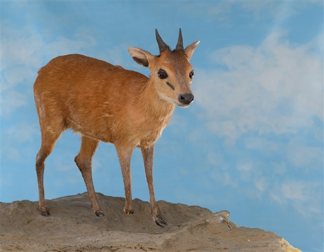 Red-flanked Duiker Collection Image, Figure 3, Total 4 Figures