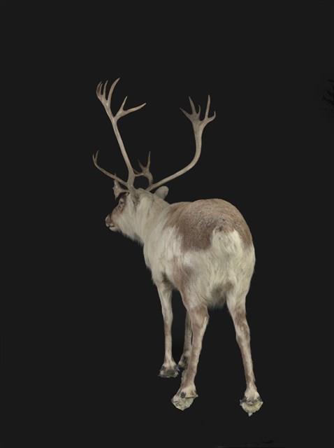 斯瓦爾巴馴鹿藏品圖，第3張