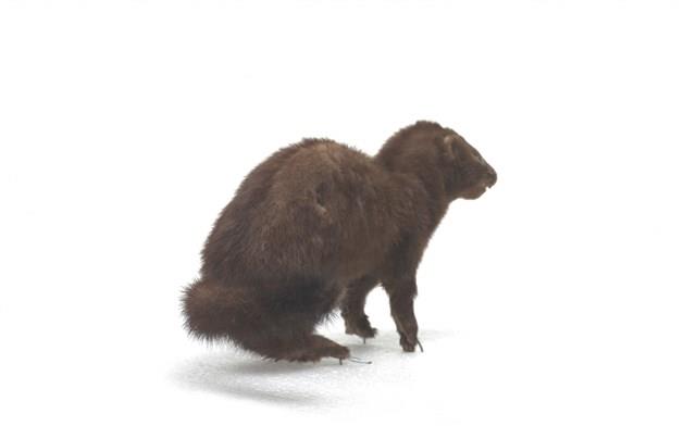 American Mink Collection Image, Figure 3, Total 3 Figures