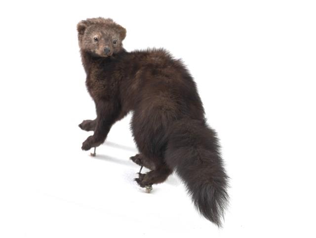 Fisher Collection Image, Figure 3, Total 3 Figures