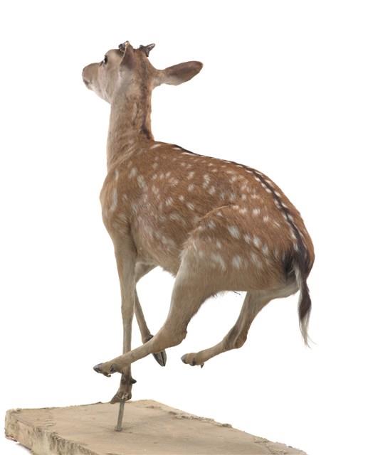 梅花鹿藏品圖，第3張