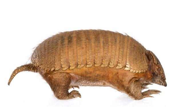 Large Hairy Armadillo Collection Image, Figure 3, Total 3 Figures