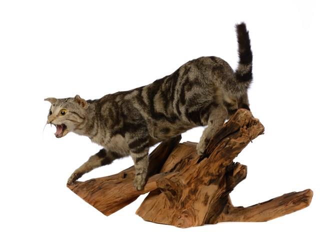 Domestic Cat Collection Image, Figure 3, Total 3 Figures
