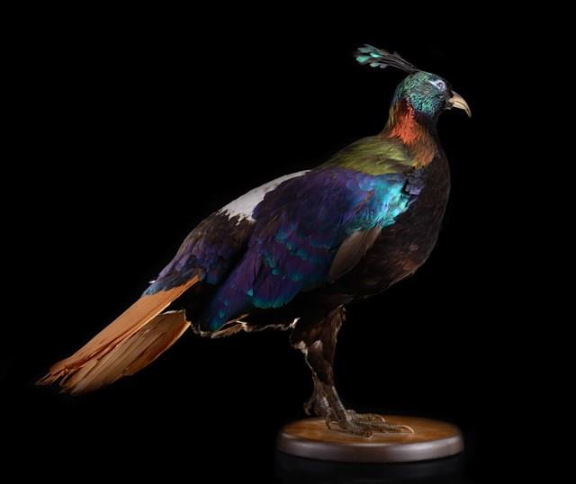 Himalayan Monal Collection Image, Figure 9, Total 10 Figures