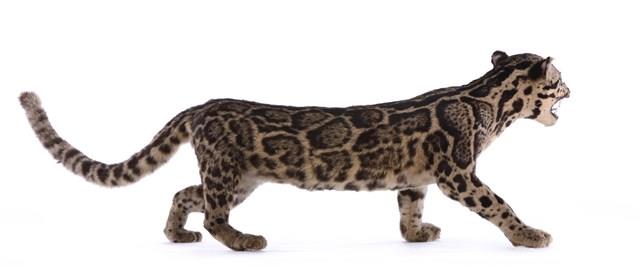Clouded Leopard Collection Image, Figure 9, Total 9 Figures