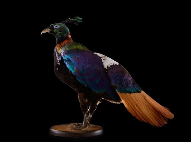 Himalayan Monal Collection Image, Figure 8, Total 10 Figures