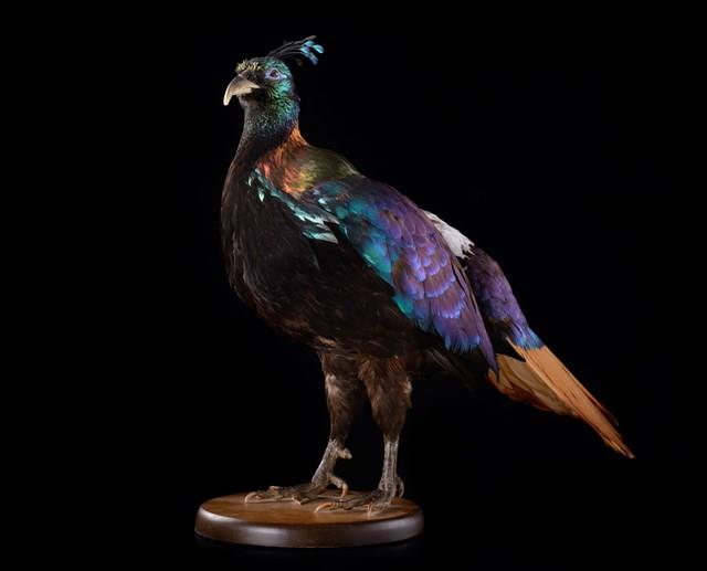 Himalayan Monal Collection Image, Figure 7, Total 10 Figures