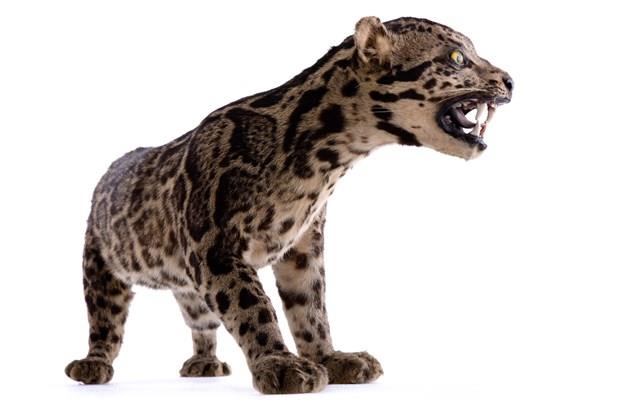 Clouded Leopard Collection Image, Figure 7, Total 9 Figures
