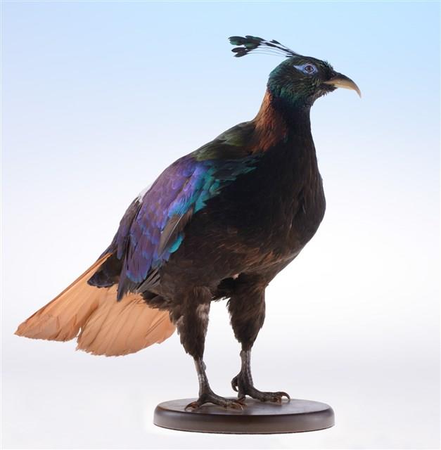 Himalayan Monal Collection Image, Figure 5, Total 10 Figures
